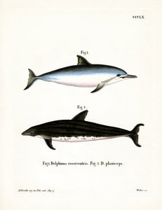 Spinner Dolphin (barevná rytina) od German School