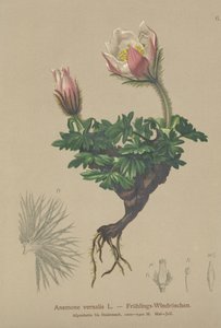 Sasanka jarní (Anemone vernalis, Pulsatilla vernalis) od German School