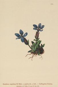 Hořec jarní (Gentiana verna, Gentiana angulosa, Gentiana aestiva) od German School
