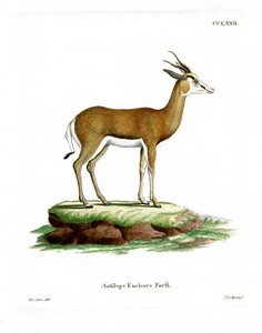 Springbok (barevné rytí) od German School