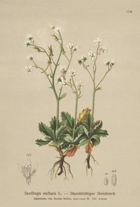 Lomikámen hvězdný (Saxifraga stellaris) od German School
