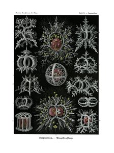 Stephoidea, 1899-1904 od German School