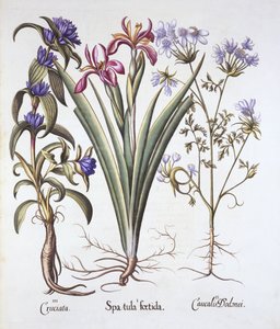 Smradlavý kosatec, Orlaya a kříženec hořec, od Hortus Eystettensis, Basil Besler (1561-1629), hospoda. 1613 (ručně kolorovaná rytina) od German School