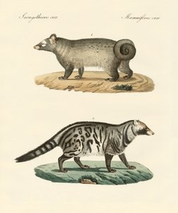 Podivní skunky (barevné rytí) od German School