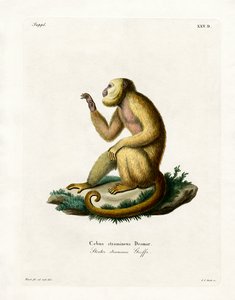 Slámově zbarvený Howler (barevné rytí) od German School