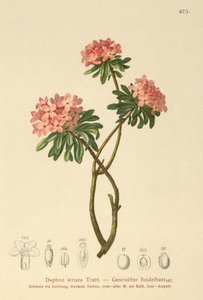 Daphne pruhovaná (Daphne striata) od German School