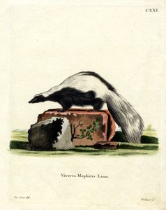 Pruhovaný skunk (barevné rytí) od German School