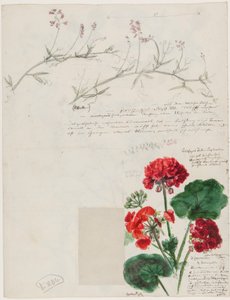 Studie rostlin a postav vyrobených v Římě a Pankow, Berlín, 1868 od German School