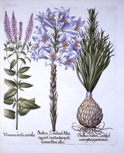 Sultan Zambach Lily and Bulb, Veronica, from Hortus Eystettensis, by Basil Besler (1561-1629), pub. 1613 (ručně kolorovaná rytina) od German School