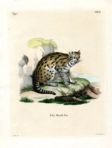 Sunda Clouded Leopard (barevná rytina) od German School