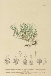 Svízel švýcarská (Galium Galium, Galium rupicolum, Galium megalospermum) od German School