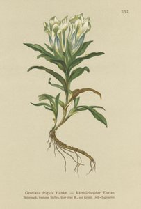 Hořec tauernský (Gentiana frigidum) od German School