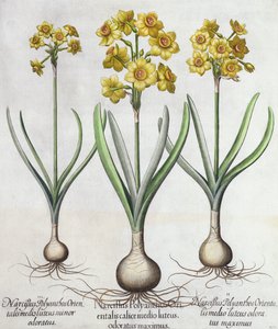 Tazetta Narcissi, z Hortus Eystettensis od Basila Beslera (1561-1629), hospoda. 1613 (ručně kolorovaná rytina) od German School