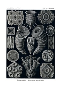 Tetracoralla, 1899-1904 od German School