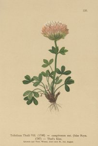Jetel Thals (Trifolium Thalii, Trifolium caespitosum) od German School