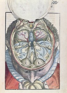 Mozek z knihy Ophthalmodouleia od Georga Bartische (1535-1636) vydané v Drážďanech v roce 1583 (kolorovaný dřevoryt)