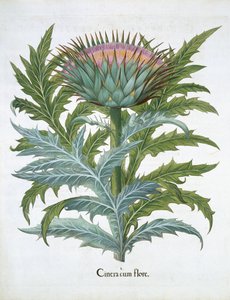 Cardoon, z Hortus Eystettensis od Basila Beslera (1561-1629), hospoda. 1613 (ručně kolorovaná rytina) od German School