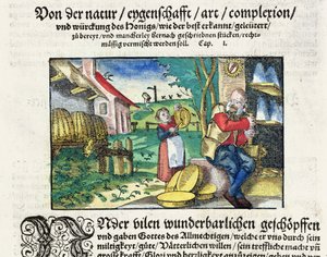 Léčivé a terapeutické využití medu v medicíně, ilustrace z německého pojednání o lécích vydaného ve Štrasburku v roce 1573 (barevný dřevoryt) od German School