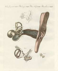 Sluchový orgán znázorněný lidským uchem (barevná rytina) od German School