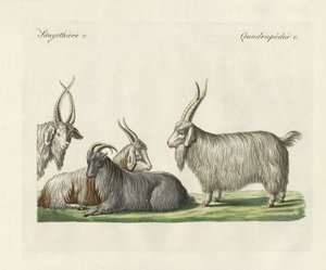 Kašmírské kozy představené ve Francii (barevné rytí) od German School