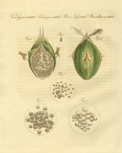 Ustilaginomycotina pšenice (barevné rytí) od German School