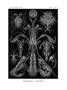 Thoracostraca, 1899-1904 od German School
