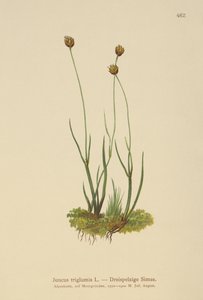 Střecha třítrupá (Juncus triglumis) od German School