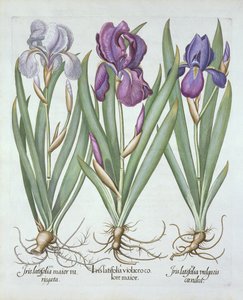 Tři odrůdy oddenkových vousatých kosatců, z Hortus Eystettensis, hospoda Basil Besler (1561-1629). 1613 od German School