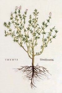Thymus [tymián], ilustrace z De historia stirpium commentarii insignes od Leonharda Fuchse, vydáno 1542 (barevný dřevoryt) od German School