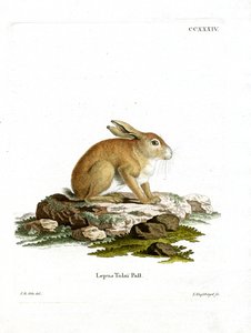 Tolai Hare (barevná rytina) od German School