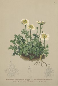 Traunfellnerův vraník (Ranunculus Traunfellneri) od German School