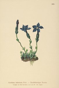 Hořec triglavský (Gentiana terglouensis, Gentiana imbricata) od German School