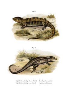 Tropidogerrhon rudicollis (barva lito) od German School