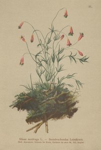 Chlupáček chocholatý (Silene saxifraga) od German School