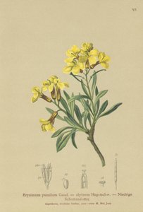 zedníček trsnatý (Erysimum pumilum, Erysimum alpinum) od German School