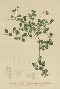 Twinflower (Linnaea borealis) od German School