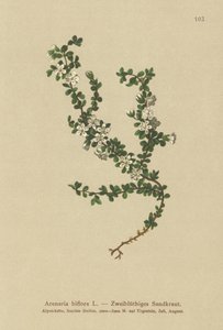 Sandwort dvoukvětý (Arenaria biflora) od German School