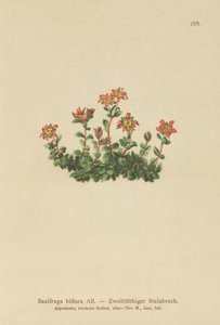 Lomikámen dvoukvětý (Saxifraga biflora) od German School