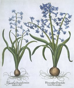 Dva modré hyacinty, od Hortus Eystettensis, od Basila Beslera (1561-1629) hospoda. 1613 (ručně kolorovaná rytina) od German School