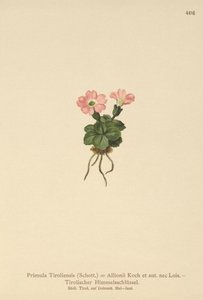Prvosenka tyrolská (Primula tyrolensis, Primula Tirolensis, Primula Allionii) od German School