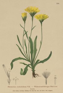 Deštník mléčný (Hieracium staticefolium, Hieracium staticifolium, Tolpis staticifolia, Chlorocrepis staticifolium, Chlorocrepis staticifolia) od German School