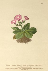Val-Daone Primrose (Primula Oenensis, Primula Daonensis) od German School