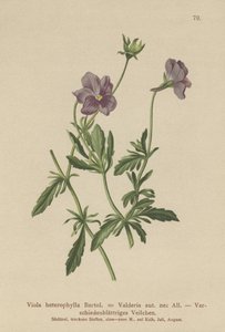 Valderia Violet (Viola heterophylla, Viola Valderia) od German School
