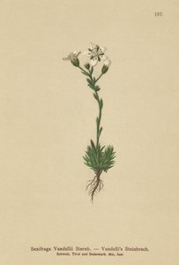 Vandellis Saxifrage (Saxifraga Vanellii) od German School