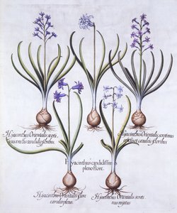 Variety Hyacint with Bulb, od Hortus Eystettensis, Basil Besler (1561-1629), pub. 1613 (ručně kolorovaná rytina) od German School