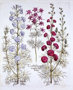 Odrůdy Larkspur, od Hortus Eystettensis, Basil Besler (1561-1629), hospoda. 1613 (ručně kolorovaná rytina) od German School