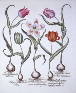 Odrůdy tulipánů, od Hortus Eystettensis, Basil Besler (1561-1629), hospoda. 1613 (ručně kolorovaná rytina) od German School
