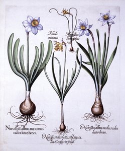 Různé Narcisy, od Hortus Eystettensis, od Basila Beslera (1561-1629), hospoda. 1613 (ručně kolorovaná rytina) od German School