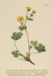 Mochna villous (Potentilla villosa, Potentilla maculata, Potentilla rubens, Potentilla crocea, Potentilla alpestris, Potentilla salisburgensis) od German School