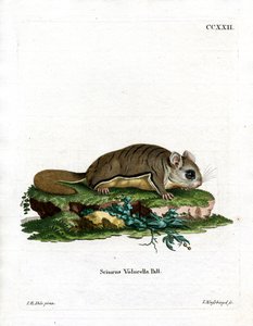 Virginian Flying Squirrel (barevná rytina) od German School